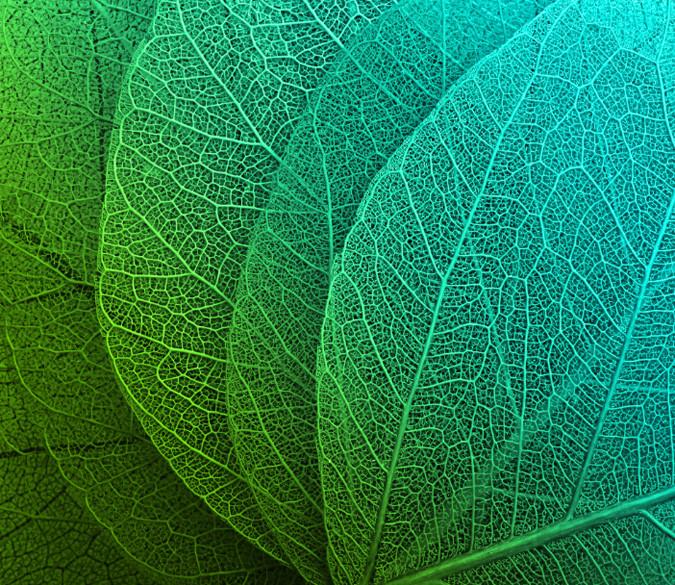 Leaf Veins 1 Wallpaper AJ Wallpaper 