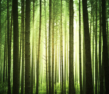 Straight Trees 2 Wallpaper AJ Wallpaper 