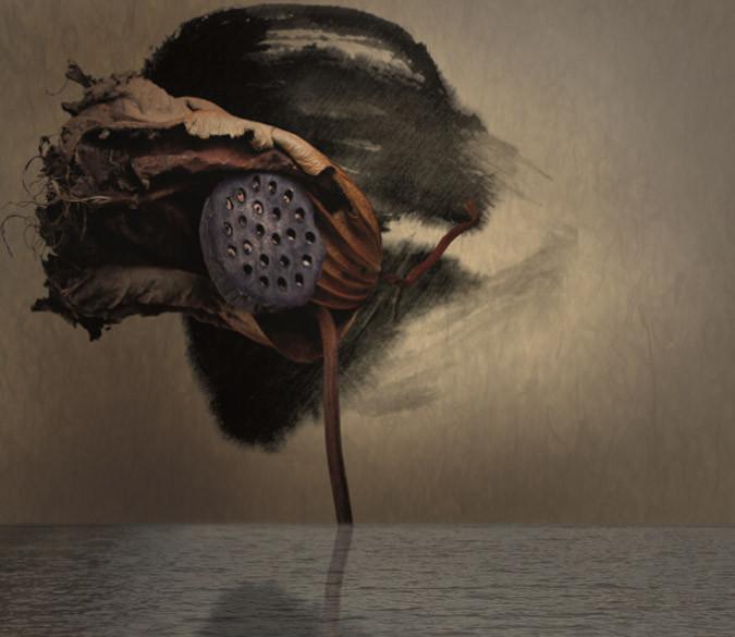 Lotus Wallpaper AJ Wallpaper 