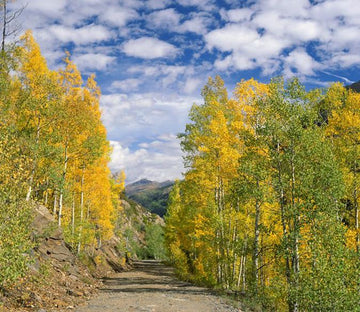 Wild Mud Road 1 Wallpaper AJ Wallpaper 