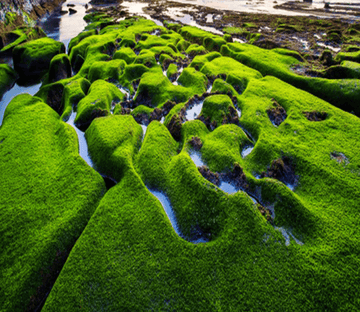 3D Marsh Scenery Floor Mural Wallpaper AJ Wallpaper 2 