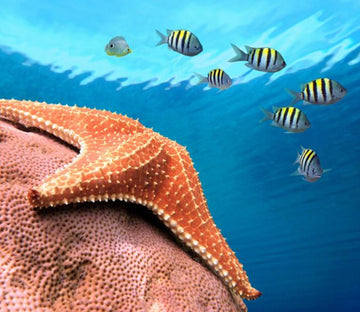 Underwater Starfish Wallpaper AJ Wallpaper 