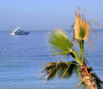 Seaside Palm Wallpaper AJ Wallpaper 