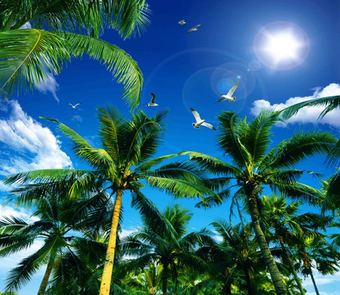 Verdant Coconut Trees Wallpaper AJ Wallpaper 2 