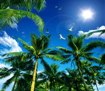 Verdant Coconut Trees Wallpaper AJ Wallpaper 2 