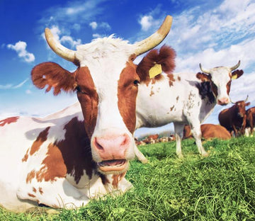 Resting Cattles Wallpaper AJ Wallpaper 