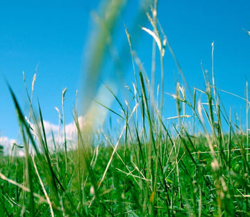 Weeds Wallpaper AJ Wallpaper 