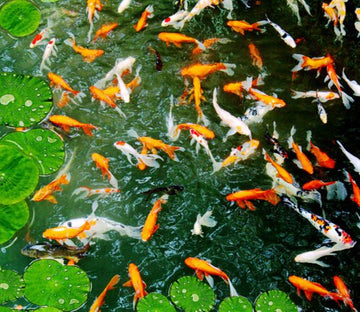 3D Active Fish Floor Mural Wallpaper AJ Wallpaper 2 