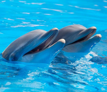 Cute Dolphins 1 Wallpaper AJ Wallpaper 