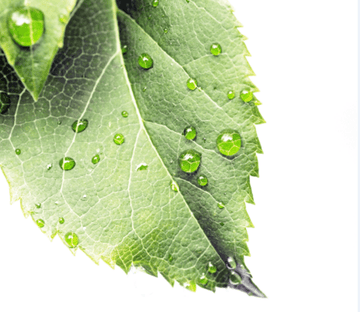 Fresh Dews 2 Wallpaper AJ Wallpaper 