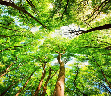 3D Forest Treetops Floor Mural Wallpaper AJ Wallpaper 2 