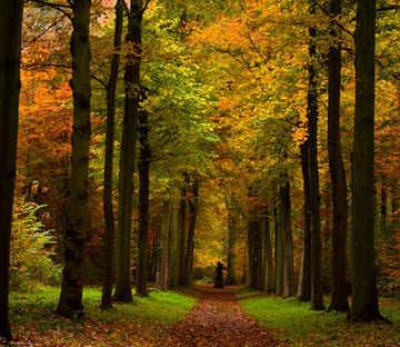 Mountain Path 4 Wallpaper AJ Wallpaper 