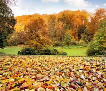 Colorful Leaves 1 Wallpaper AJ Wallpaper 