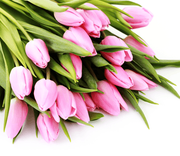 Pink Tulips Buds Wallpaper AJ Wallpaper 