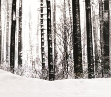 Snowcapped Forest 1 Wallpaper AJ Wallpaper 