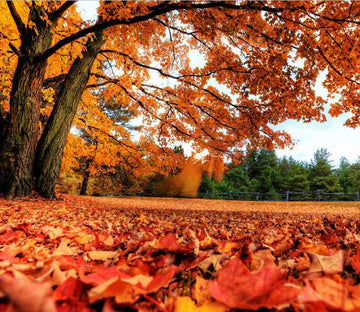 Yellow Leaves 1 Wallpaper AJ Wallpaper 