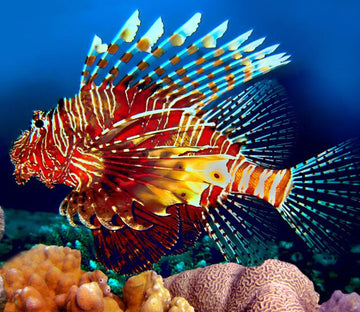 Colorful Fish Wallpaper AJ Wallpaper 