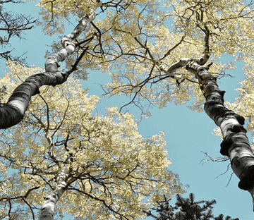 Trees 1 Wallpaper AJ Wallpaper 