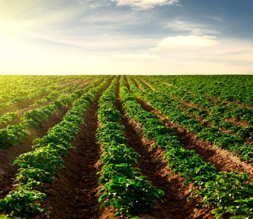 Boundless Green Fields Wallpaper AJ Wallpaper 