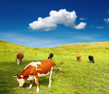 Browsing Cattles Wallpaper AJ Wallpaper 