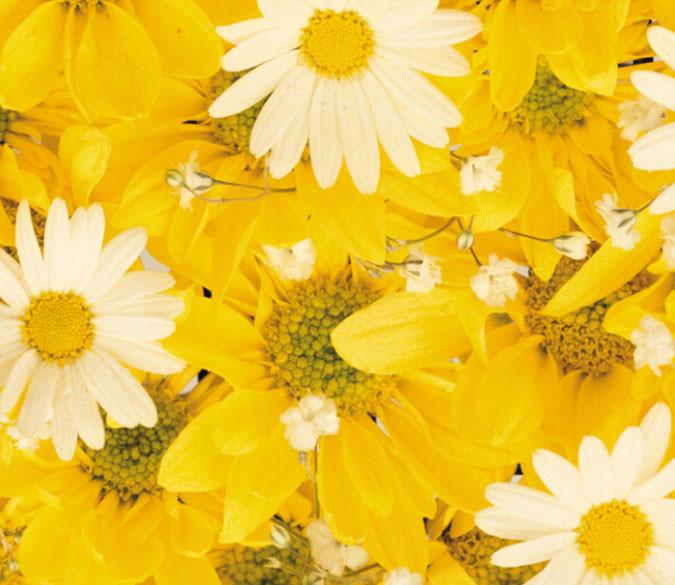 Yellow Chrysanthemums Wallpaper AJ Wallpaper 