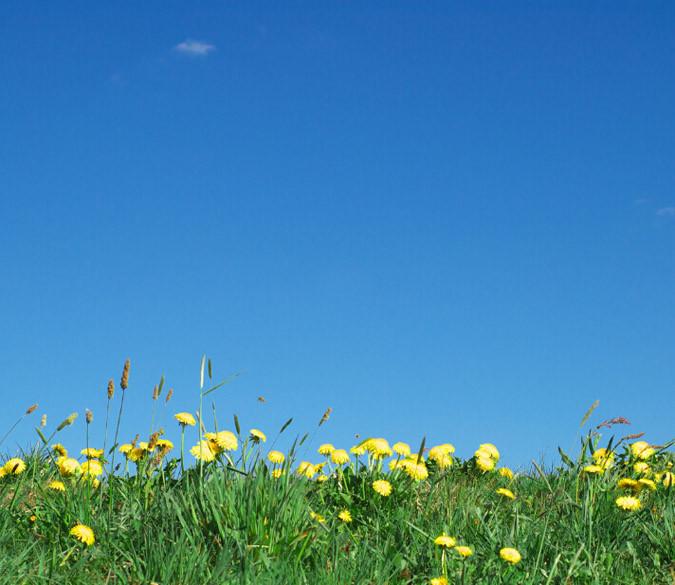 Yellow Wildflowers Wallpaper AJ Wallpaper 