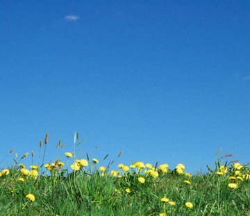 Yellow Wildflowers Wallpaper AJ Wallpaper 