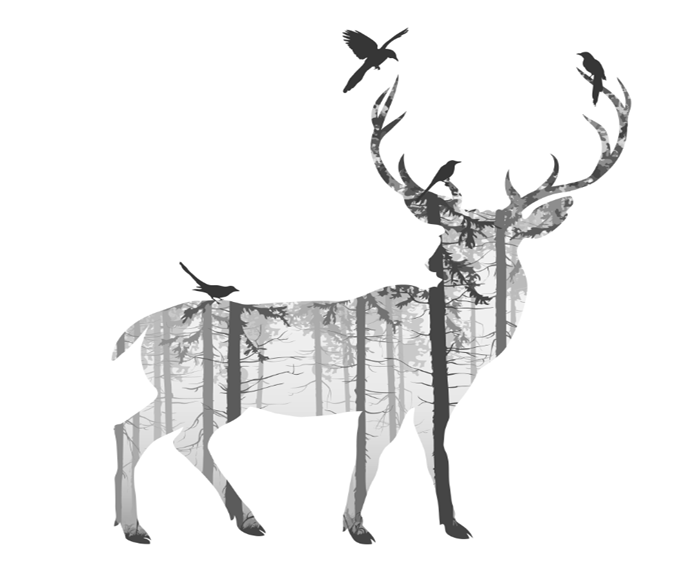 Special Elk Wallpaper AJ Wallpaper 