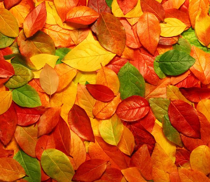 Colorful Leaves 4 Wallpaper AJ Wallpaper 