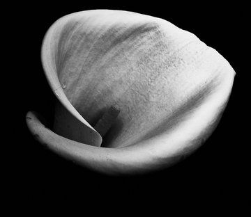 Heart Shape Flower Wallpaper AJ Wallpaper 