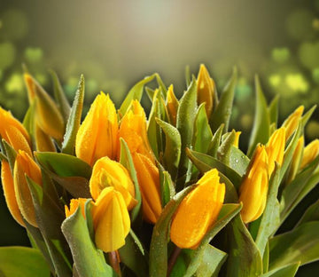 Yellow Tulips Buds 1 Wallpaper AJ Wallpaper 