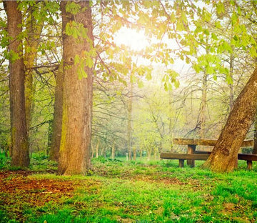 Quiet Forest Wallpaper AJ Wallpaper 