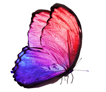 Beautiful Butterfly Wallpaper AJ Wallpaper 