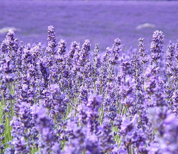 Romantic Purple Flowers Field Wallpaper AJ Wallpaper 2 