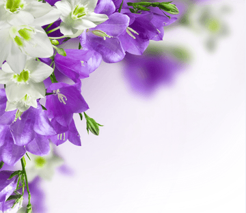 Flowers Wallpaper AJ Wallpaper 