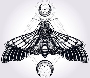 Moth Wallpaper AJ Wallpaper 