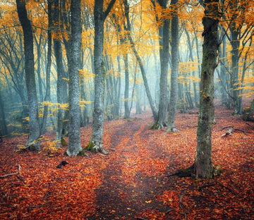 Forest 1 Wallpaper AJ Wallpaper 