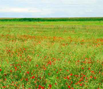 Flowering Weeds Wallpaper AJ Wallpaper 
