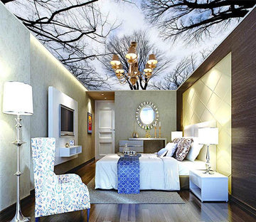 Tall Bare Trees Wallpaper AJ Wallpaper 