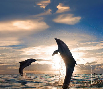 Jumping Dolphins 1 Wallpaper AJ Wallpaper 