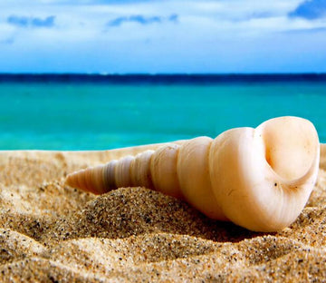 Special Conch Wallpaper AJ Wallpaper 