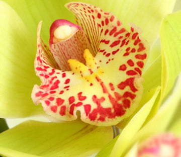 Flaming Flower Wallpaper AJ Wallpaper 