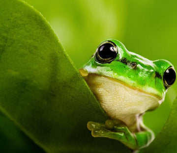 Green Frog Wallpaper AJ Wallpaper 
