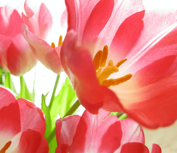 Pink Blossoms 2 Wallpaper AJ Wallpaper 