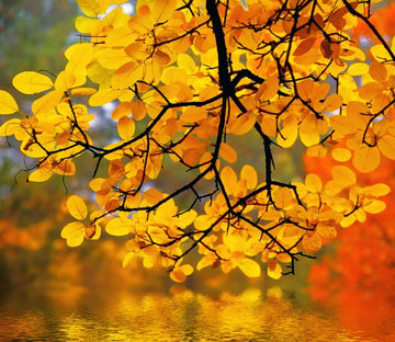 Beautiful Yellow Branches Wallpaper AJ Wallpaper 