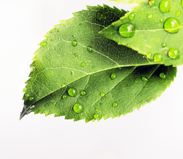 Fresh Dews 1 Wallpaper AJ Wallpaper 