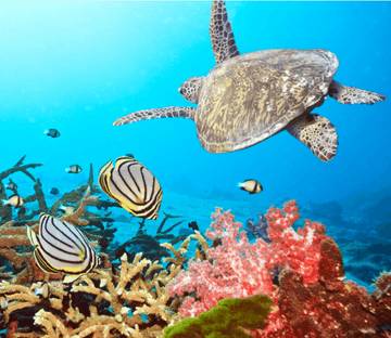 Swimming Sea Turtle Wallpaper AJ Wallpaper 