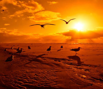 Birds Wallpaper AJ Wallpaper 