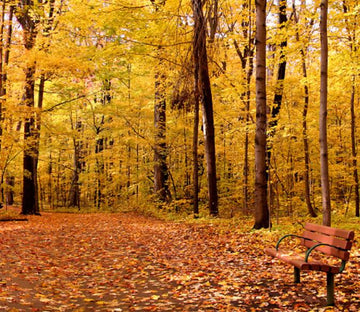 Forest Wallpaper AJ Wallpaper 