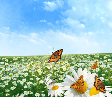 Charming Wildflowers Wallpaper AJ Wallpaper 
